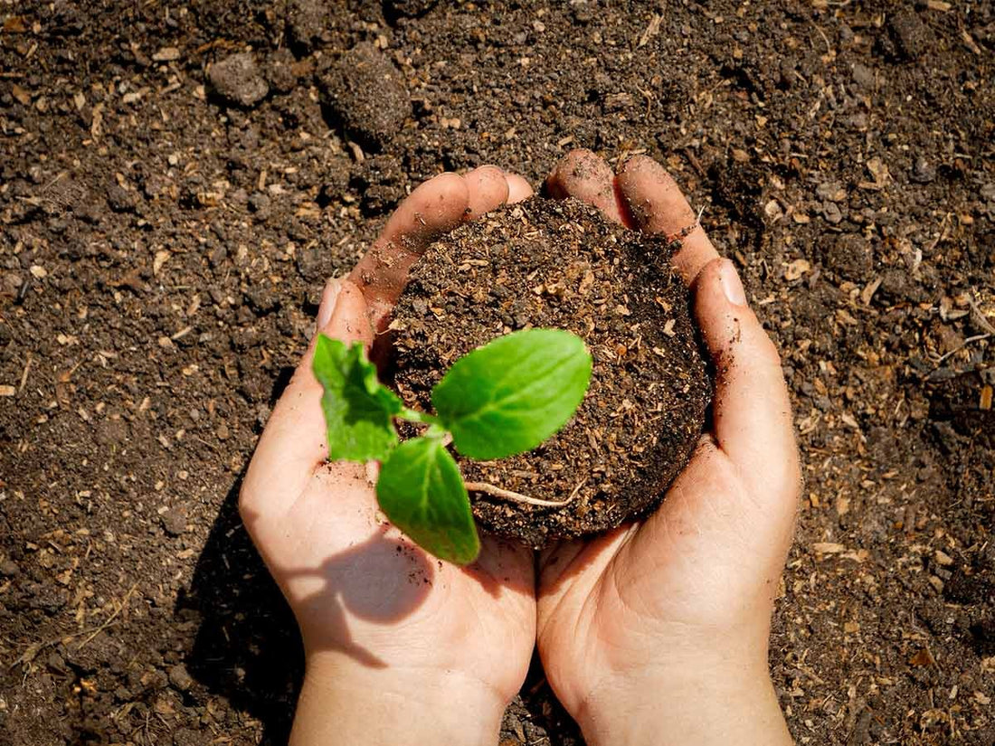 Lápiz Publicitario Semilla Plantable Germinable Biodegradable Ecologico